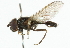  ( - CNC DIPTERA 101805)  @11 [ ] CreativeCommons - Attribution (2011) CNC/CBG Photography Group Centre for Biodiversity Genomics