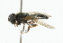  ( - CNC DIPTERA 101806)  @13 [ ] CreativeCommons - Attribution (2011) CNC/CBG Photography Group Centre for Biodiversity Genomics