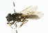  (Cheilosia urbana - CNC DIPTERA 101807)  @14 [ ] CreativeCommons - Attribution (2011) CNC/CBG Photography Group Centre for Biodiversity Genomics