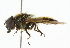  ( - CNC DIPTERA 101809)  @14 [ ] CreativeCommons - Attribution (2011) CNC/CBG Photography Group Centre for Biodiversity Genomics