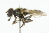  ( - CNC DIPTERA 101810)  @14 [ ] CreativeCommons - Attribution (2011) CNC/CBG Photography Group Centre for Biodiversity Genomics