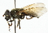  ( - CNC DIPTERA 101813)  @12 [ ] CreativeCommons - Attribution (2011) CNC/CBG Photography Group Centre for Biodiversity Genomics