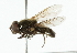  (Cheilosia sahlbergi - CNC DIPTERA 101815)  @13 [ ] CreativeCommons - Attribution (2011) CNC/CBG Photography Group Centre for Biodiversity Genomics