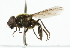  (Cheilosia vangaveri - CNC DIPTERA 101816)  @13 [ ] CreativeCommons - Attribution (2011) CNC/CBG Photography Group Centre for Biodiversity Genomics