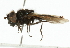  (Cheilosia morio - CNC DIPTERA 101817)  @14 [ ] CreativeCommons - Attribution (2011) CNC/CBG Photography Group Centre for Biodiversity Genomics