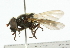  ( - CNC DIPTERA 101818)  @13 [ ] CreativeCommons - Attribution (2011) CNC/CBG Photography Group Centre for Biodiversity Genomics