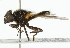  ( - CNC DIPTERA 101819)  @12 [ ] CreativeCommons - Attribution (2011) CNC/CBG Photography Group Centre for Biodiversity Genomics