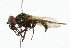  ( - CNC DIPTERA 101820)  @13 [ ] CreativeCommons - Attribution (2011) CNC/CBG Photography Group Centre for Biodiversity Genomics