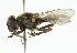  (Cheilosia latifacies - CNC DIPTERA 101821)  @12 [ ] CreativeCommons - Attribution (2011) CNC/CBG Photography Group Centre for Biodiversity Genomics