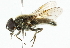  ( - CNC DIPTERA 101822)  @13 [ ] CreativeCommons - Attribution (2011) CNC/CBG Photography Group Centre for Biodiversity Genomics