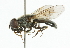  ( - CNC DIPTERA 101823)  @13 [ ] CreativeCommons - Attribution (2011) CNC/CBG Photography Group Centre for Biodiversity Genomics