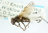  (Cheilosia antiqua mg - CNC DIPTERA 101825)  @14 [ ] CreativeCommons - Attribution (2011) CNC/CBG Photography Group Centre for Biodiversity Genomics