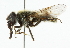  ( - CNC DIPTERA 101826)  @11 [ ] CreativeCommons - Attribution (2011) CNC/CBG Photography Group Centre for Biodiversity Genomics