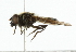  ( - CNC DIPTERA 101828)  @13 [ ] CreativeCommons - Attribution (2011) CNC/CBG Photography Group Centre for Biodiversity Genomics