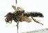  ( - CNC DIPTERA 101829)  @13 [ ] CreativeCommons - Attribution (2011) CNC/CBG Photography Group Centre for Biodiversity Genomics
