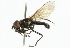  (Cheilosia derasa - CNC DIPTERA 101830)  @13 [ ] CreativeCommons - Attribution (2011) CNC/CBG Photography Group Centre for Biodiversity Genomics