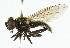  ( - CNC DIPTERA 101831)  @13 [ ] CreativeCommons - Attribution (2011) CNC/CBG Photography Group Centre for Biodiversity Genomics