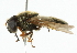 ( - CNC DIPTERA 101832)  @13 [ ] CreativeCommons - Attribution (2011) CNC/CBG Photography Group Centre for Biodiversity Genomics