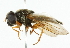  ( - CNC DIPTERA 101833)  @13 [ ] CreativeCommons - Attribution (2011) CNC/CBG Photography Group Centre for Biodiversity Genomics