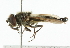  (Cheilosia fasciata - CNC DIPTERA 101834)  @14 [ ] CreativeCommons - Attribution (2011) CNC/CBG Photography Group Centre for Biodiversity Genomics