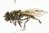  ( - CNC DIPTERA 101836)  @13 [ ] CreativeCommons - Attribution (2011) CNC/CBG Photography Group Centre for Biodiversity Genomics