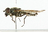  ( - CNC DIPTERA 101837)  @14 [ ] CreativeCommons - Attribution (2011) CNC/CBG Photography Group Centre for Biodiversity Genomics