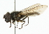  (Cheilosia frontalis - CNC DIPTERA 101839)  @14 [ ] CreativeCommons - Attribution (2011) CNC/CBG Photography Group Centre for Biodiversity Genomics