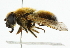  (Cheilosia grossa - CNC DIPTERA 101842)  @14 [ ] CreativeCommons - Attribution (2011) CNC/CBG Photography Group Centre for Biodiversity Genomics