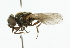  ( - CNC DIPTERA 101843)  @12 [ ] CreativeCommons - Attribution (2011) CNC/CBG Photography Group Centre for Biodiversity Genomics