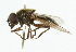  (Cheilosia grisella - CNC DIPTERA 101844)  @13 [ ] CreativeCommons - Attribution (2011) CNC/CBG Photography Group Centre for Biodiversity Genomics