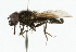  (Cheilosia antiqua - CNC DIPTERA 101845)  @13 [ ] CreativeCommons - Attribution (2011) CNC/CBG Photography Group Centre for Biodiversity Genomics