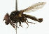  ( - CNC DIPTERA 101846)  @11 [ ] CreativeCommons - Attribution (2011) CNC/CBG Photography Group Centre for Biodiversity Genomics
