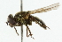  ( - CNC DIPTERA 101847)  @13 [ ] CreativeCommons - Attribution (2011) CNC/CBG Photography Group Centre for Biodiversity Genomics
