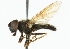  ( - CNC DIPTERA 101848)  @13 [ ] CreativeCommons - Attribution (2011) CNC/CBG Photography Group Centre for Biodiversity Genomics