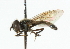 ( - CNC DIPTERA 101849)  @14 [ ] CreativeCommons - Attribution (2011) CNC/CBG Photography Group Centre for Biodiversity Genomics