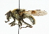  ( - CNC DIPTERA 101851)  @14 [ ] CreativeCommons - Attribution (2011) CNC/CBG Photography Group Centre for Biodiversity Genomics