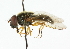  (Cheilosia matsumurana - CNC DIPTERA 101854)  @11 [ ] CreativeCommons - Attribution (2011) CNC/CBG Photography Group Centre for Biodiversity Genomics