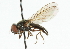  ( - CNC DIPTERA 101858)  @13 [ ] CreativeCommons - Attribution (2011) CNC/CBG Photography Group Centre for Biodiversity Genomics