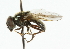  ( - CNC DIPTERA 101860)  @13 [ ] CreativeCommons - Attribution (2011) CNC/CBG Photography Group Centre for Biodiversity Genomics