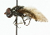  ( - CNC DIPTERA 101863)  @14 [ ] CreativeCommons - Attribution (2011) CNC/CBG Photography Group Centre for Biodiversity Genomics