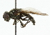  ( - CNC DIPTERA 101864)  @11 [ ] CreativeCommons - Attribution (2011) CNC/CBG Photography Group Centre for Biodiversity Genomics