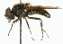  (Cheilosia gigantea - CNC DIPTERA 101869)  @14 [ ] CreativeCommons - Attribution (2011) CNC/CBG Photography Group Centre for Biodiversity Genomics