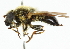  (Cheilosia lasiophthalma - CNC DIPTERA 101870)  @14 [ ] CreativeCommons - Attribution (2011) CNC/CBG Photography Group Centre for Biodiversity Genomics