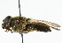  (Cheilosia himantopus - CNC DIPTERA 101871)  @13 [ ] CreativeCommons - Attribution (2011) CNC/CBG Photography Group Centre for Biodiversity Genomics