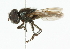  ( - CNC DIPTERA 101886)  @13 [ ] CreativeCommons - Attribution (2011) CNC/CBG Photography Group Centre for Biodiversity Genomics