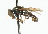  ( - CNC DIPTERA 101890)  @13 [ ] CreativeCommons - Attribution (2011) CNC/CBG Photography Group Centre for Biodiversity Genomics