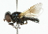  ( - CNC DIPTERA 101892)  @13 [ ] CreativeCommons - Attribution (2011) CNC/CBG Photography Group Centre for Biodiversity Genomics