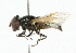  ( - CNC DIPTERA 101894)  @13 [ ] CreativeCommons - Attribution (2011) CNC/CBG Photography Group Centre for Biodiversity Genomics
