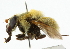  ( - CNC DIPTERA 101949)  @13 [ ] CreativeCommons - Attribution (2011) CNC/CBG Photography Group Centre for Biodiversity Genomics