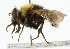  ( - CNC DIPTERA 101952)  @13 [ ] CreativeCommons - Attribution (2011) CNC/CBG Photography Group Centre for Biodiversity Genomics